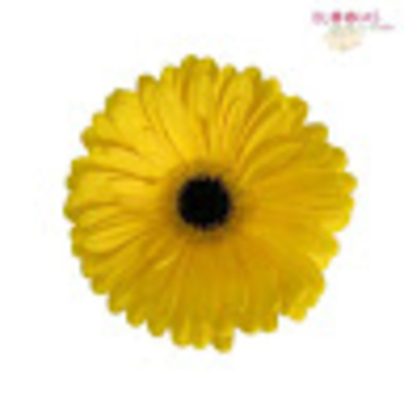 Meet your Posher, Sunshine - Picture 1 of 1